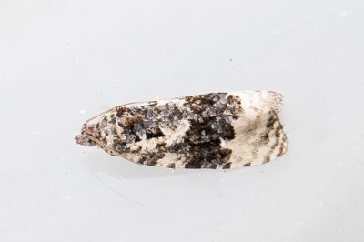 2191 Vitfläckig björkknoppvecklare - Apotomis turbidana