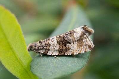 2200 Klubbfläckad brokvecklare - Orthotaenia undulana