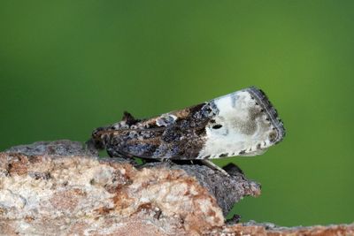 2205 Apelknoppvecklare - Hedya nubiferana