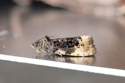 2211 Rosenbrokvecklare - Hedya ochroleucana