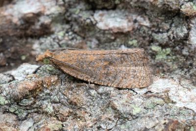 2215 Brun grundvecklare - Celypha rufana