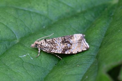 2224 Föränderlig brokvecklare - Celypha lacuana