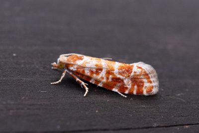 2235 Ljungbrokvecklare - Phiaris schulziana