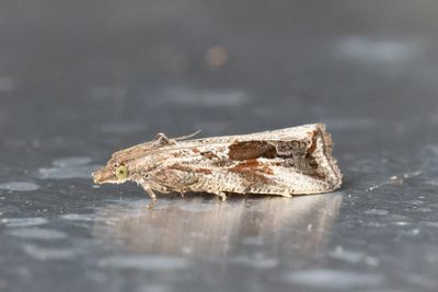 2291 Större rotvecklare - Endothenia quadrimaculana