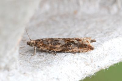 2296 Vattrad sumpvecklare - Bactra furfurana