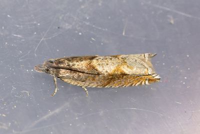 2308 Gråfläckssikelvecklare - Ancylis uncella