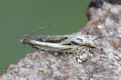 2323 Långsikelvecklare - Ancylis apicella