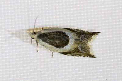 2326 Gökärtssikelvecklare - Ancylis badiana