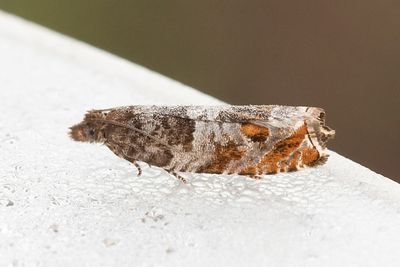 2328 Slånsikelvecklare - Ancylis achatana