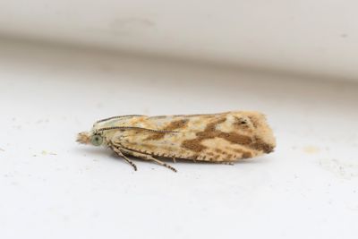 2334 Citronvecklare - Thiodia citrana