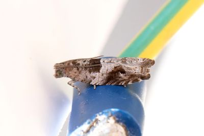 2340 Sotfläcksvecklare - Rhopobota naevana