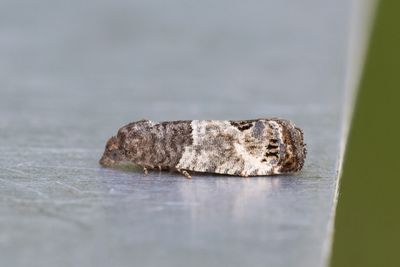 2343 Lövträdsknoppvecklare - Spilonota ocellana