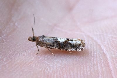 2351 Vitfläckig björkrullvecklare - Epinotia trigonella
