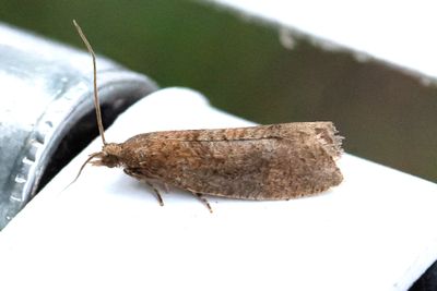2358 Föränderlig rullvecklare - Epinotia solandriana