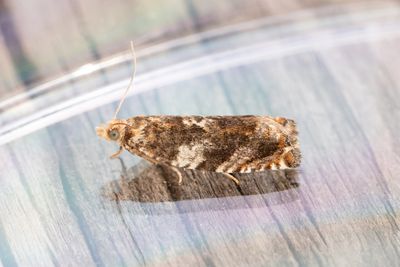 2359 Almrullvecklare - Epinotia abbreviana