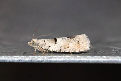 2386 Dubbelmånrullvecklare - Epinotia bilunana