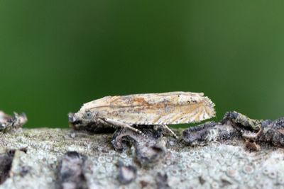 2407 Fettistelfrövecklare - Eucosma obumratana