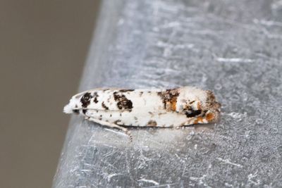 2416 Ståndsfrövecklare - Eucosma campoliliana