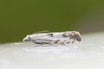 2423 Mjölkfrövecklare - Eucosma lacteana