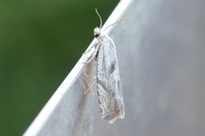 2428 Större malörtsskottvecklare - Eucosma metzneriana