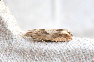 2431 Sallatsfrövecklare - Eucosma conterminana