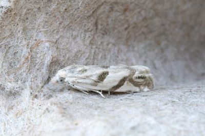 2433 Malörtsstjälkvecklare - Eucosma pupillana