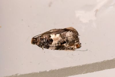 2438 Hagtornsbladvecklare - Gypsonoma dealbana