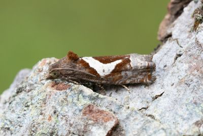 2452 Gråbostjälkvecklare - Epiblema foenella