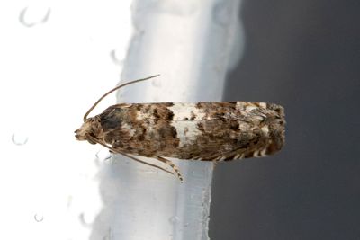 2456 Röllikastjälkvecklare - Epiblema graphana