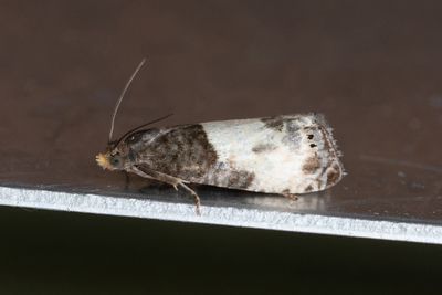 2462 Större nyponvecklare - Notocelia cynosbatella