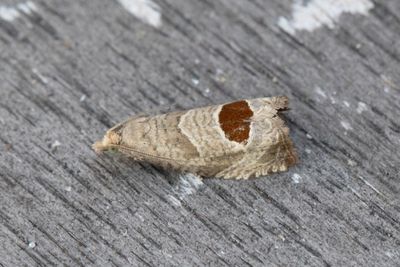 2465 Björnbärsvecklare - Notocelia uddmanniana