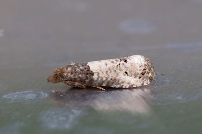 2466 Större rosenvecklare - Notocelia roborana