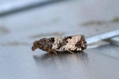 2467 Mindre rosenvecklare - Notocelia incarnatana