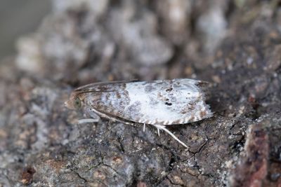 2468 Blek rosenvecklare - Notocelia rosaecolana