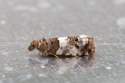 2469 Hagtornsskottvecklare - Notocelia trimaculana
