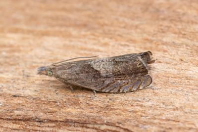 2499 Gråborotvecklare - Dichrorampha simpliciana