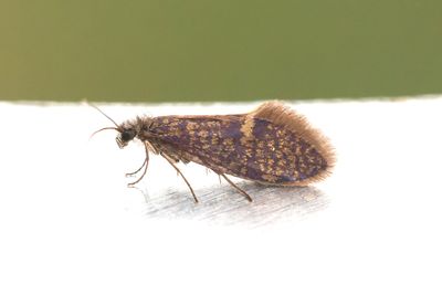 25 Vår-/tvillingpurpurmal - Eriocrania semipurpurella:sangii