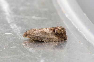 2541 Mindre ekollonvecklare - Cydia splendana