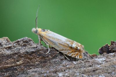 2550 Johannesörtsvecklare - Lathronympha strigana