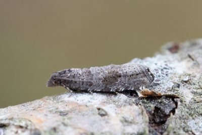 2571 Plommonvecklare - Grapholita funebrana