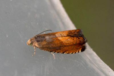 2597 Guldsolvecklare - Pammene aurita