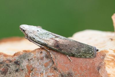 2950 Humlemott - Aphomia sociella