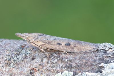 2951 Sandflymott - Aphomia zelleri