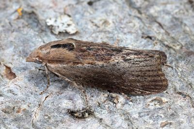2959 Större vaxmott - Galleria mellonella