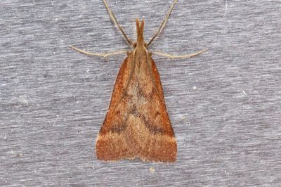 2962 Spetsvingat mossmott - Synaphe punctalis