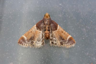 2967 Farinmjölmott - Pyralis farinalis