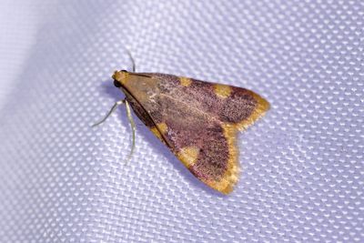 2972 Högstjärtsmott - Hypsopygia costalis