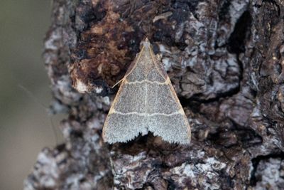2973 Herkulesmott - Hypsopygia glaucinalis