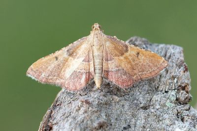 2975 Krattmott - Endotricha flammealis