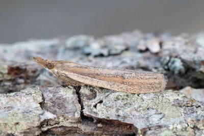 2978 Rödgrått gräsrotsmott - Anerastia lotella